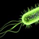 e-coli-programming-language-bacteria