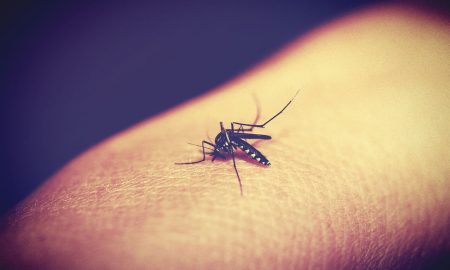 mosquito-multicomponent-virus