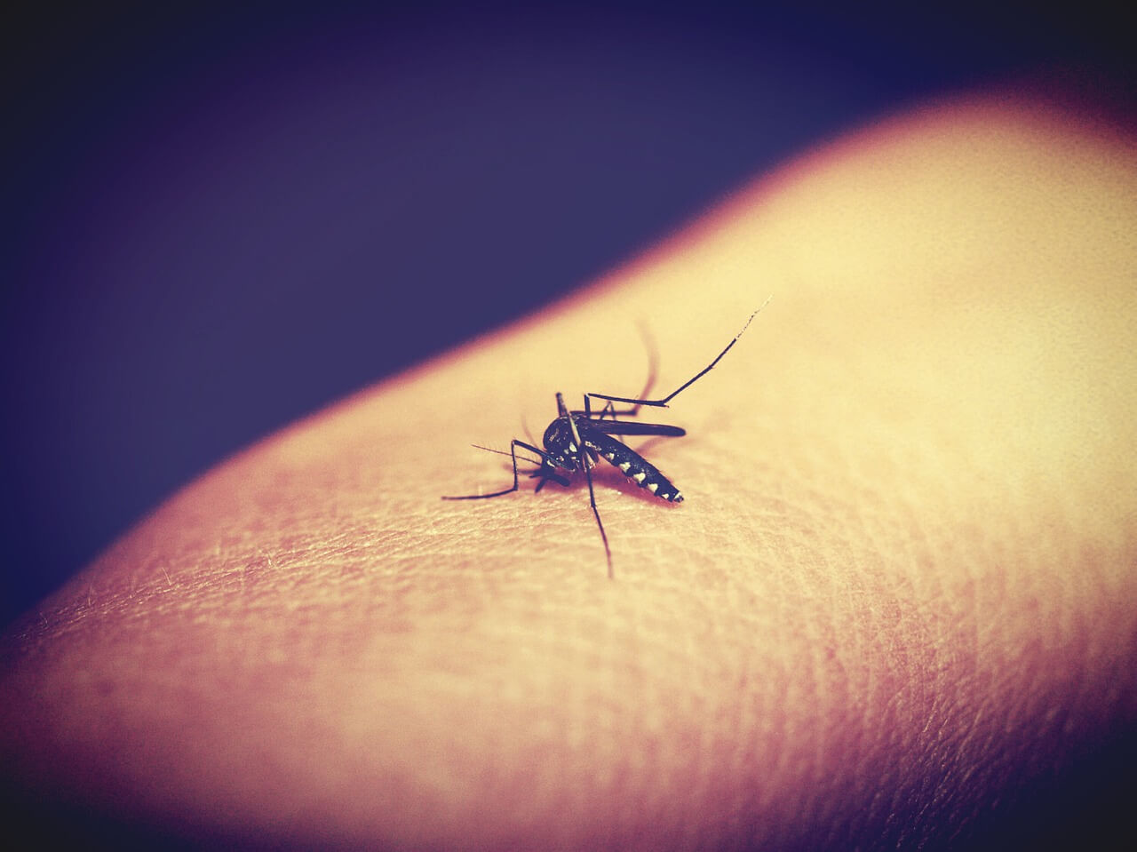 mosquito-multicomponent-virus