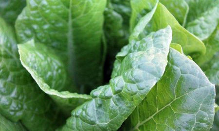 Spinach leaves detect explosives