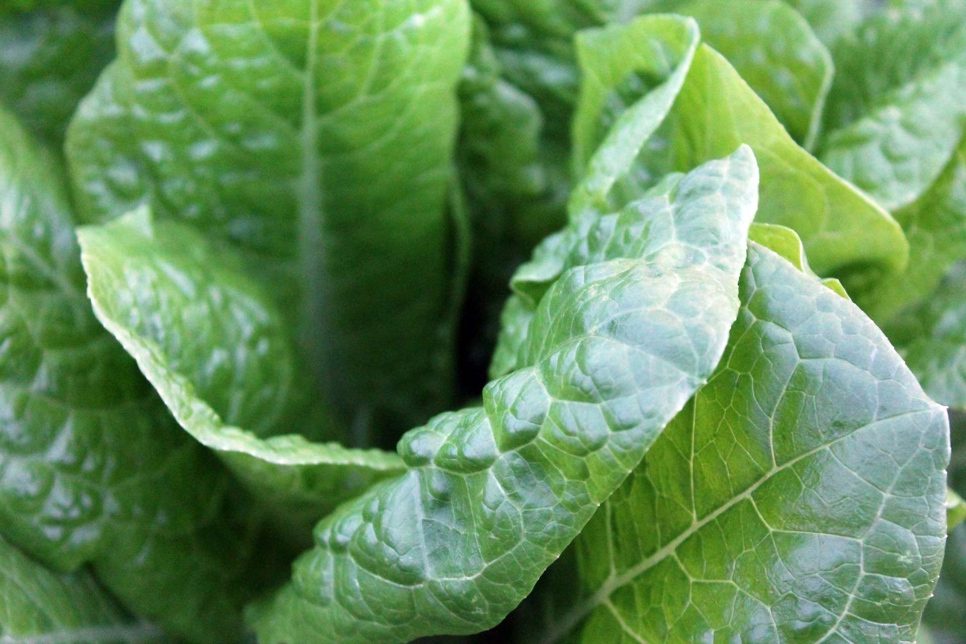Spinach leaves detect explosives