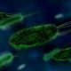 bacterial cells program control