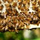 artificial intelligence rescues bees