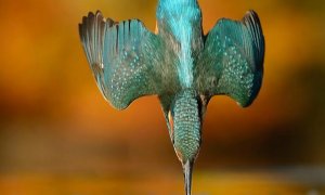 kingfisher photographer alan mcfayden
