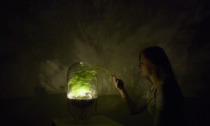 living lights plants