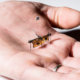 RoboFly robotic insect flying