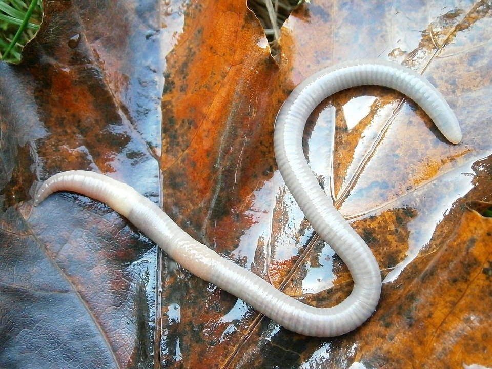 siberian-worms-brought-back-to-life