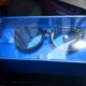 snap spectacles tencent weishi smart glasses