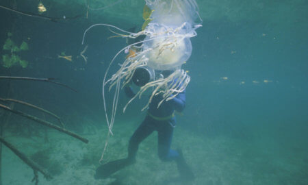 jellyfish-venom-crispr-antidote