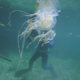 jellyfish-venom-crispr-antidote