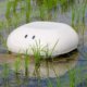 duck-robot-japan-helps-rice-farmers