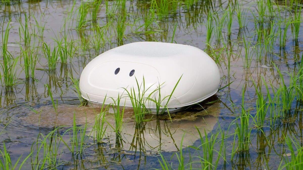 duck-robot-japan-helps-rice-farmers