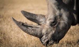 rhino-species-in-decline-embryo-might-save-it