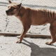 benjamin tasmanian tiger colorized footage